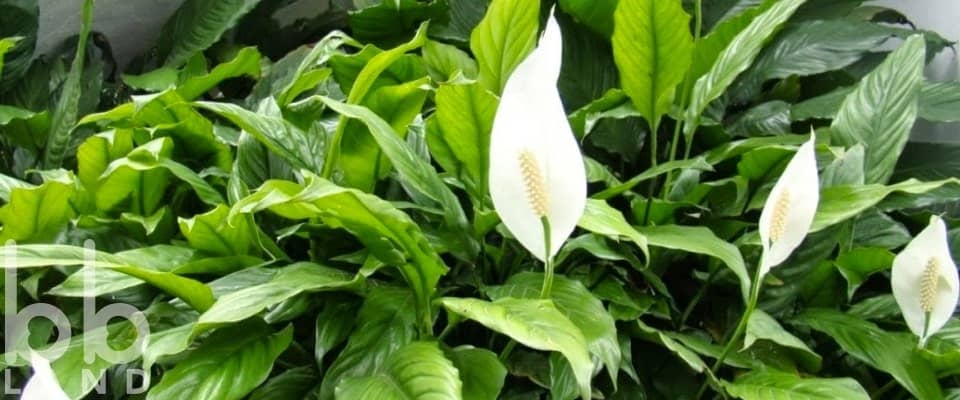 Cây Lan Ý hoặc Huệ Hòa Bình (Peace Lily, Spathiphyllum)